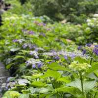 【鎌倉】鎌倉の紫陽花 有名スポット長谷寺