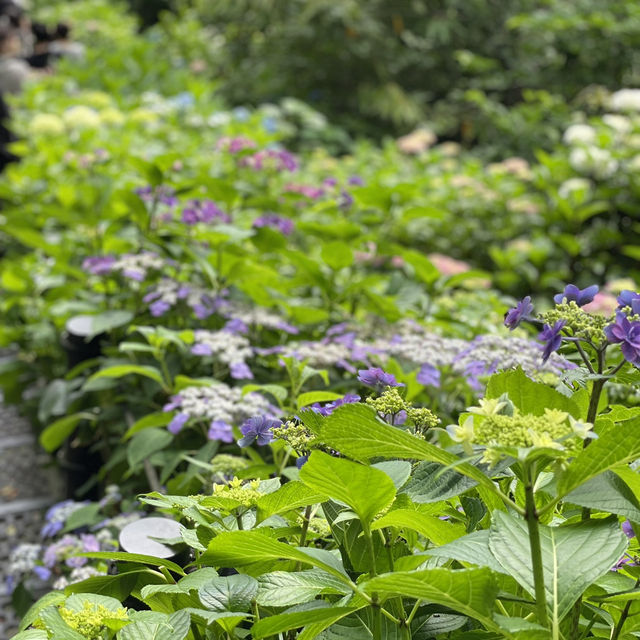 【鎌倉】鎌倉の紫陽花 有名スポット長谷寺