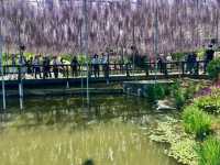 「紫藤物語〜大藤節」在足利花卉公園綻放