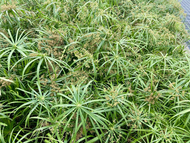 🌿自然美景與城市的交融🔥深圳龍華輕鬆自在日遊行程推介✨👍🏻