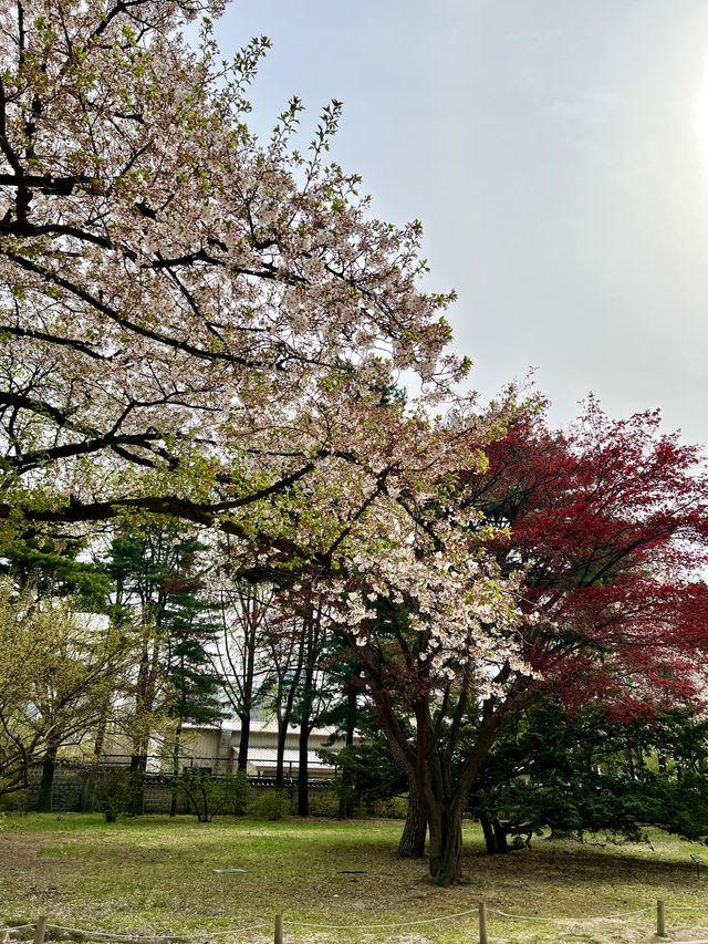 首爾必去之處@景福宮