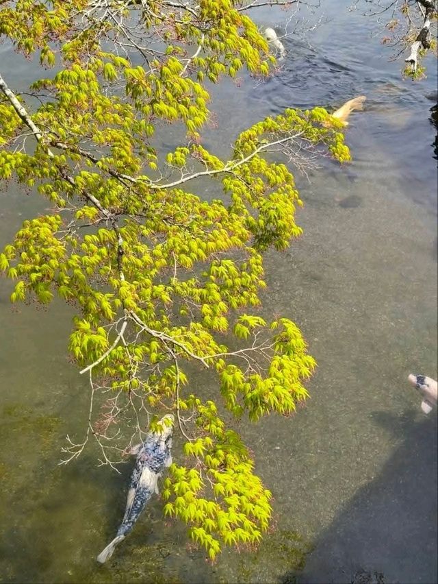 靜心之地～水前寺成趣園與出水神社