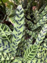 深圳仙湖植物園陰生園有藝術品？！但陰生園在那兒？