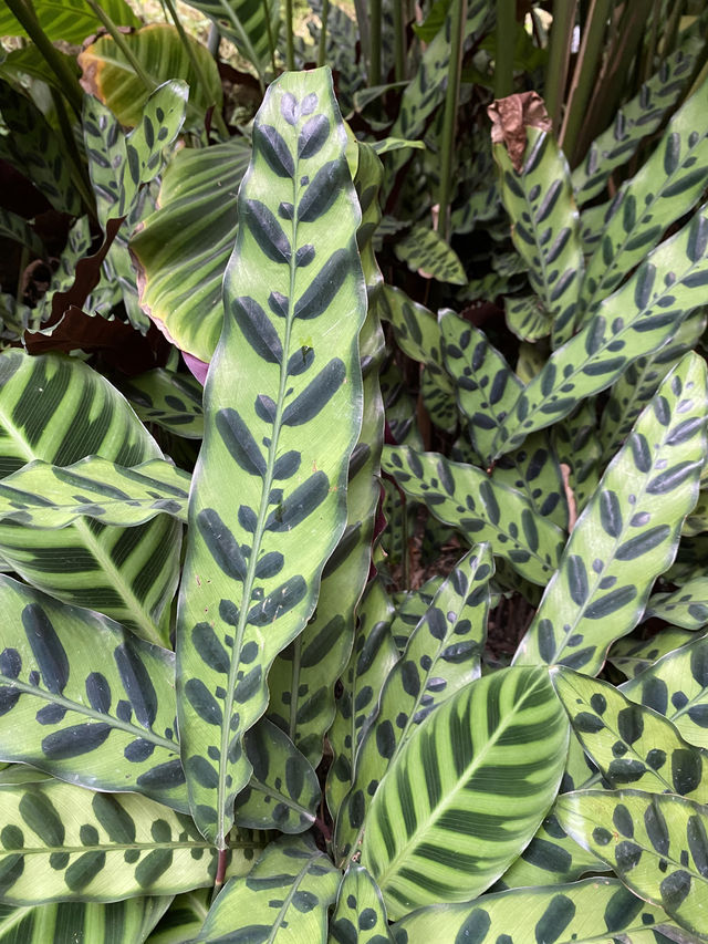 深圳仙湖植物園陰生園有藝術品？！但陰生園在那兒？