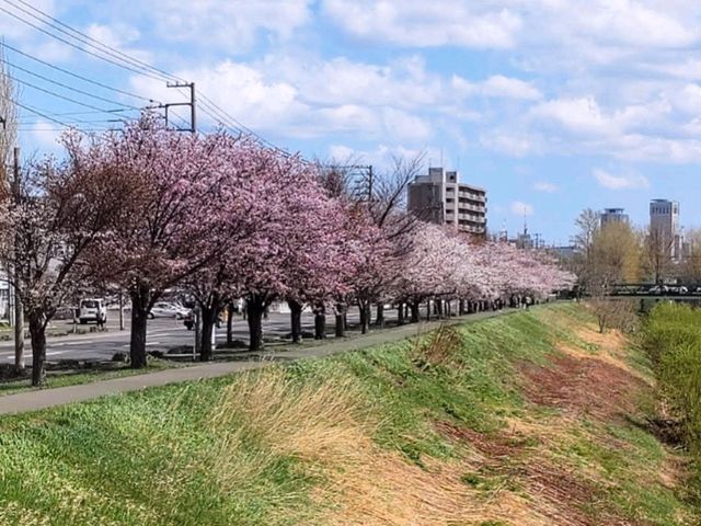 騎單車賞櫻花---札幌新川十字街公園