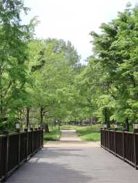 경주에서 제일 좋았던 무료 산책 정원 외나무 포토존 놓치지마세요🌳