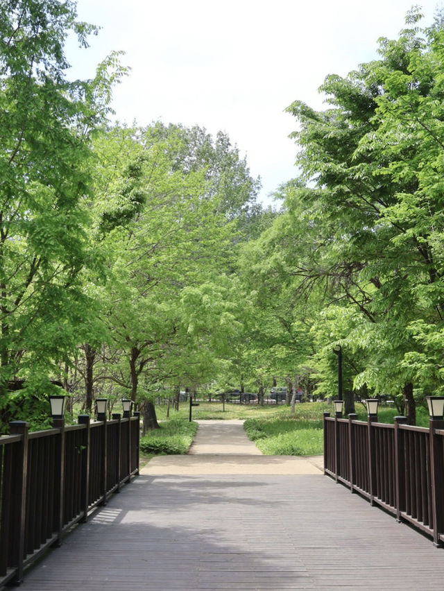 경주에서 제일 좋았던 무료 산책 정원 외나무 포토존 놓치지마세요🌳