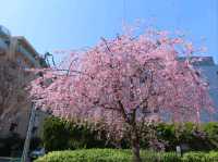 The Chill Sakura Stroll