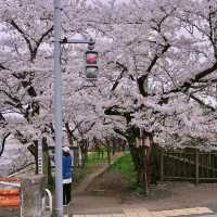 KAKUNODATE | A TIMELESS CHERRY BLOSSOM HAVEN