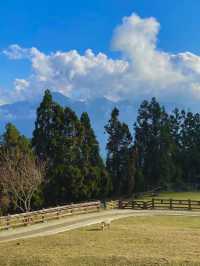 🐏在雲端與羊咩咩相遇！清境農場賞景、看秀、吃在地🍃 