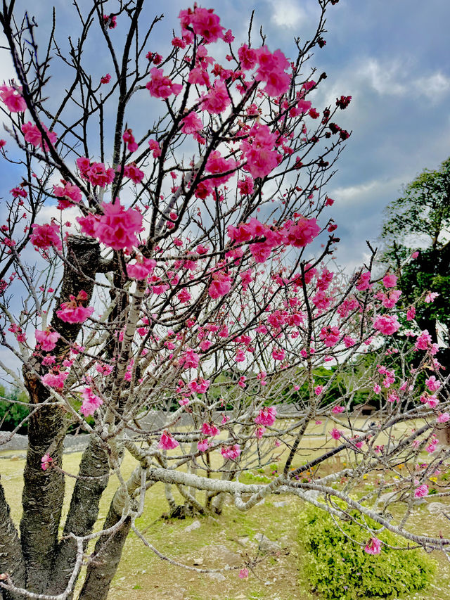 April Blooms