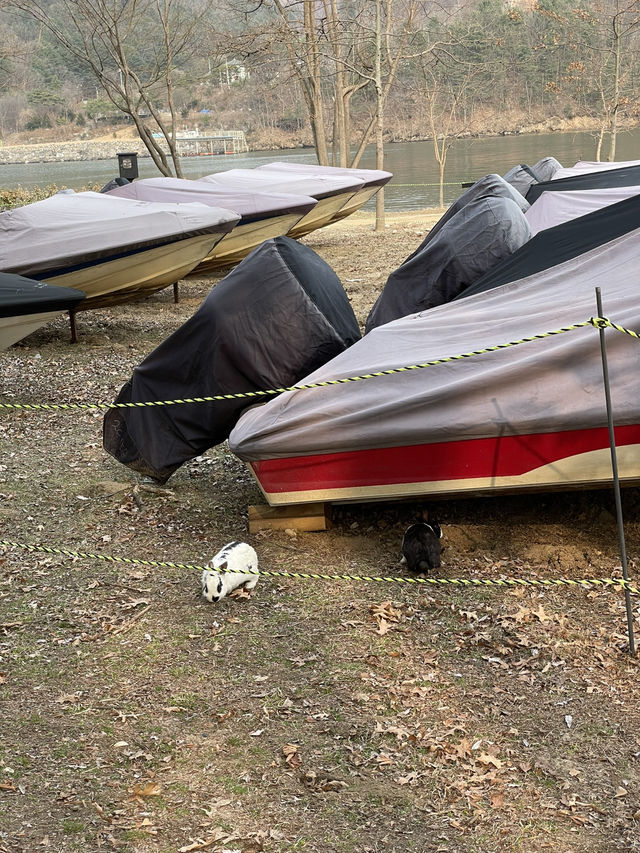 🚤 강원도 남이섬에서 즐기는 낭만 여행!