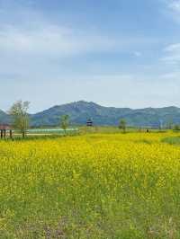 부안 숨은 유채꽃 명소 새만금환경생태단지 💛