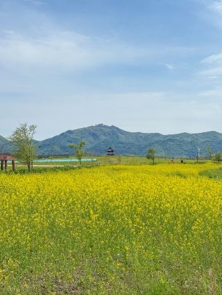 Hidden Canola Flower Spot in Buan