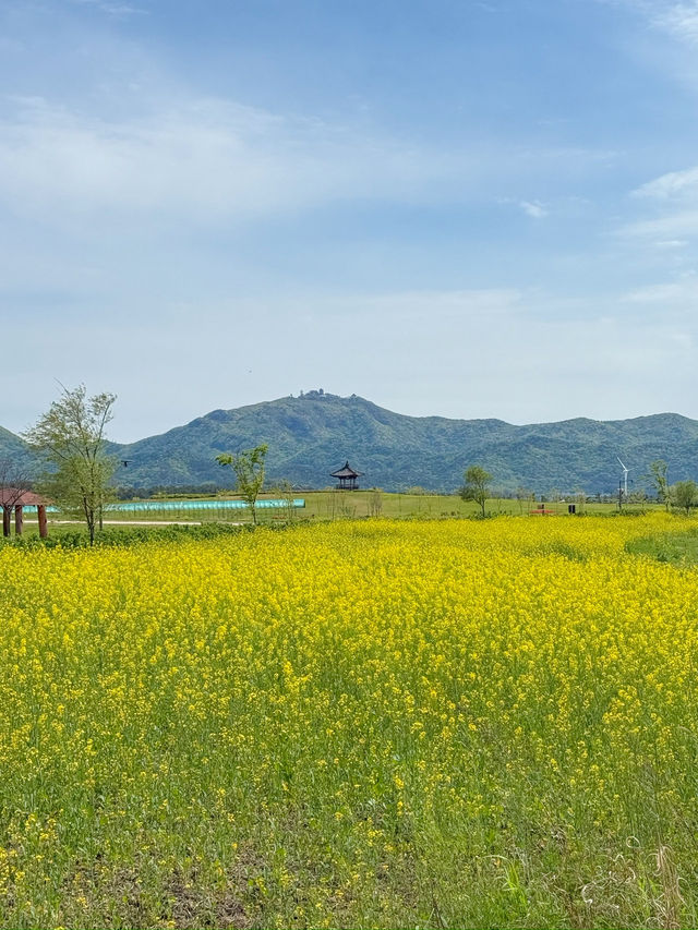 부안 숨은 유채꽃 명소 새만금환경생태단지 💛