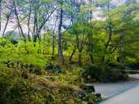 Serenity by the Spring: Strolling Through Oshino Hakkai
