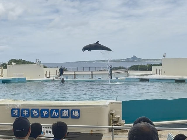 沖繩｜時隔七年再訪海豚劇場 精彩演出絕對必看