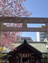 🌸💛**【蔵前神社】 春、桜とミモザに包まれる小さな神社で、やさしい願いごとを**