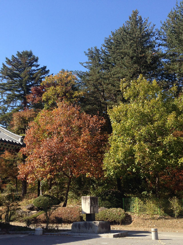 운악산 봉선사와 국화