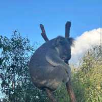 Lone Pine Koala Sanctuary – Brisbane, QLD