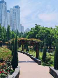 A Blooming Surprise in Incheon: A Review of Sunrise (Haedoji) Park 