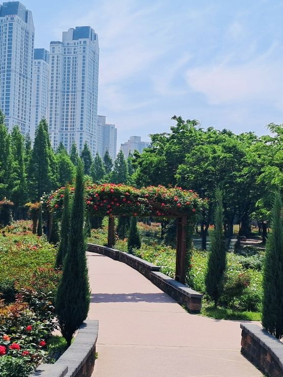 A Blooming Surprise in Incheon: A Review of Sunrise (Haedoji) Park 