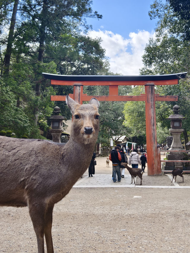 國家風景名勝區，奈良公園