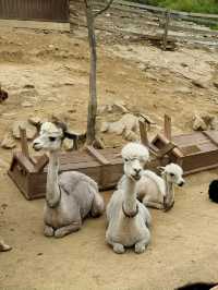 🦙 숲속에서 알파카와 눈맞춤 