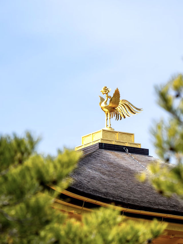大阪金閣寺 💕 燃燒在文字與現實間的幻美