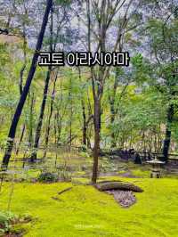 교토 아라시야마, 자연과 전통의 완벽한 조화 🍃