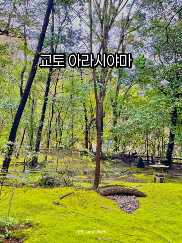 교토 아라시야마, 자연과 전통의 완벽한 조화 🍃