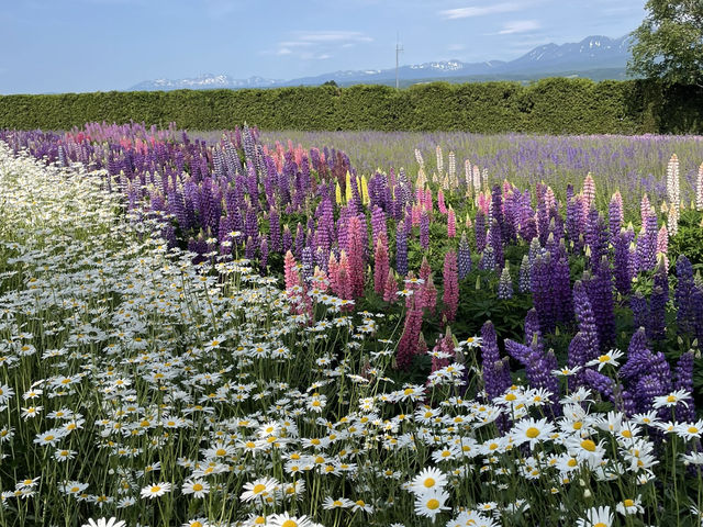 富良野富田農場：遇見·花海