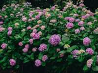 ไฮเดรนเยียบานแล้ว…ใจกลางเมืองฟุกุโอกะ🌿🌸