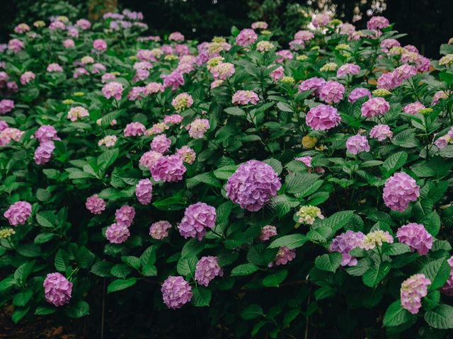 ไฮเดรนเยียบานแล้ว…ใจกลางเมืองฟุกุโอกะ🌿🌸
