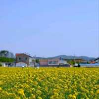 Canola Flower Festival Fun in Samcheok, Gangwon-do