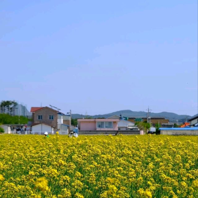Canola Flower Festival Fun in Samcheok, Gangwon-do