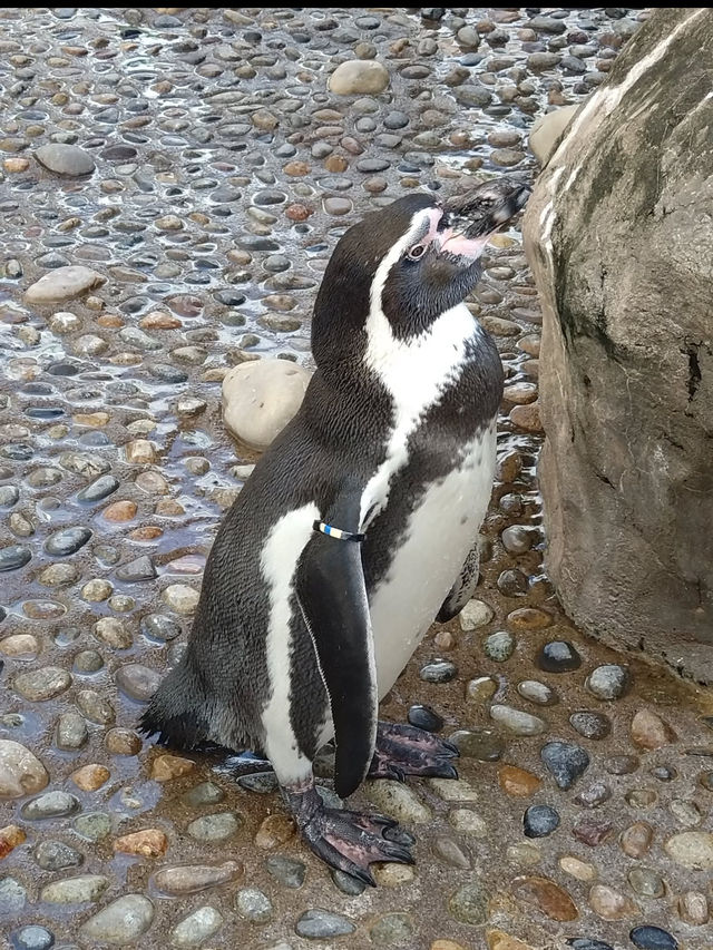 新潟市にある「マリンピア日本海」は、日本海側最大級の水族館