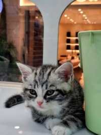 Yaoshe Cat Adoption 