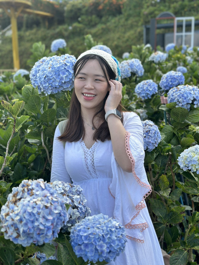 🇻🇳Bloom season in Dalat is unreal 🌸
