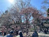 🌸城市中的綠色奇蹟！《新宿御苑》四季皆美的東京祕密花園，賞櫻、避暑、療癒心靈一次到位🍁🌿 