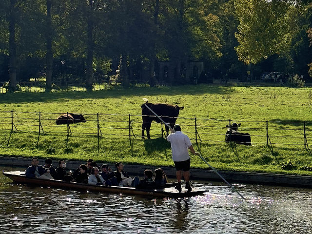 Cambridge: Drifting in its Gentle Embrace! 🇬🇧☀️🛶