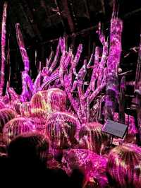京都 | 京都府立植物園 - Light Cycles