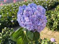 高原の丘に咲き誇る色とりどりの花畑に包まれて、まるで夢の世界にいるみたい。Gino’s Café でゆったりとドリンクを