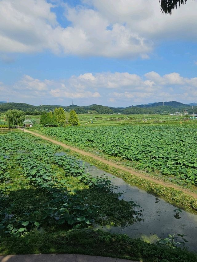서울 근교, 연꽃 가득한 푸른 풍경을 만나보세요🌳🪷