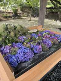 【北九州観光】月に2回入れ替わる花手水に癒される❁⃘