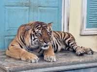 Tiger kingdom in phuket