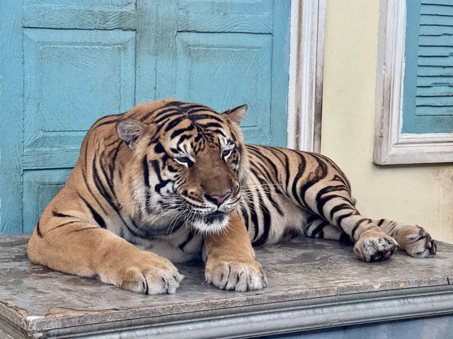 Tiger kingdom in phuket
