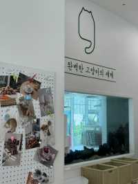 🐾 앨리웨이 광교에서 만나는 고양이 천국, 캣플헤븐