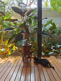 The Hidden Resort & Restaurant รีสอร์ทลับในป่า