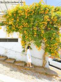 주황빛 여름 능소화로 물드는 거제 보광사🧡